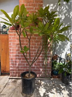 7.5 foot  tall Plumeria