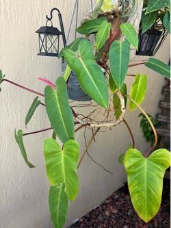 Pretty Hanging Plant