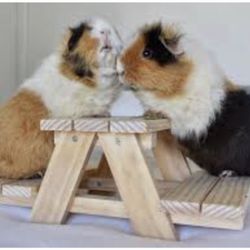 Bench For Guinea Pigs 