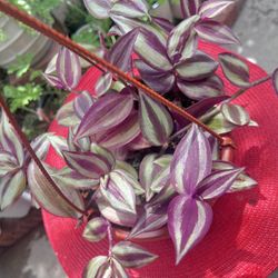 Tradescancia Zebrina Inch  Outdoor Plant 
