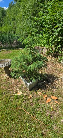 4 foot tall NORWAY SPRUCE