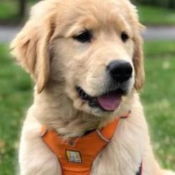 Collar Para Perrito Pequeñas 