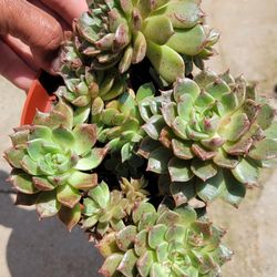 Lovely Succulent In A 4" Pot