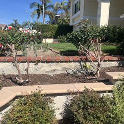 FREE 4 Chinese Fringe Flower Trees