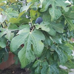 FIG THREE "Black Mission Fig"
