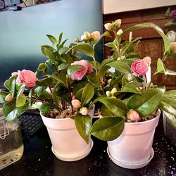 Potted Unrooted Camellia Starts- Cuttings With Growth Hormone And Growing Medium