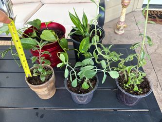 5 plants for $50