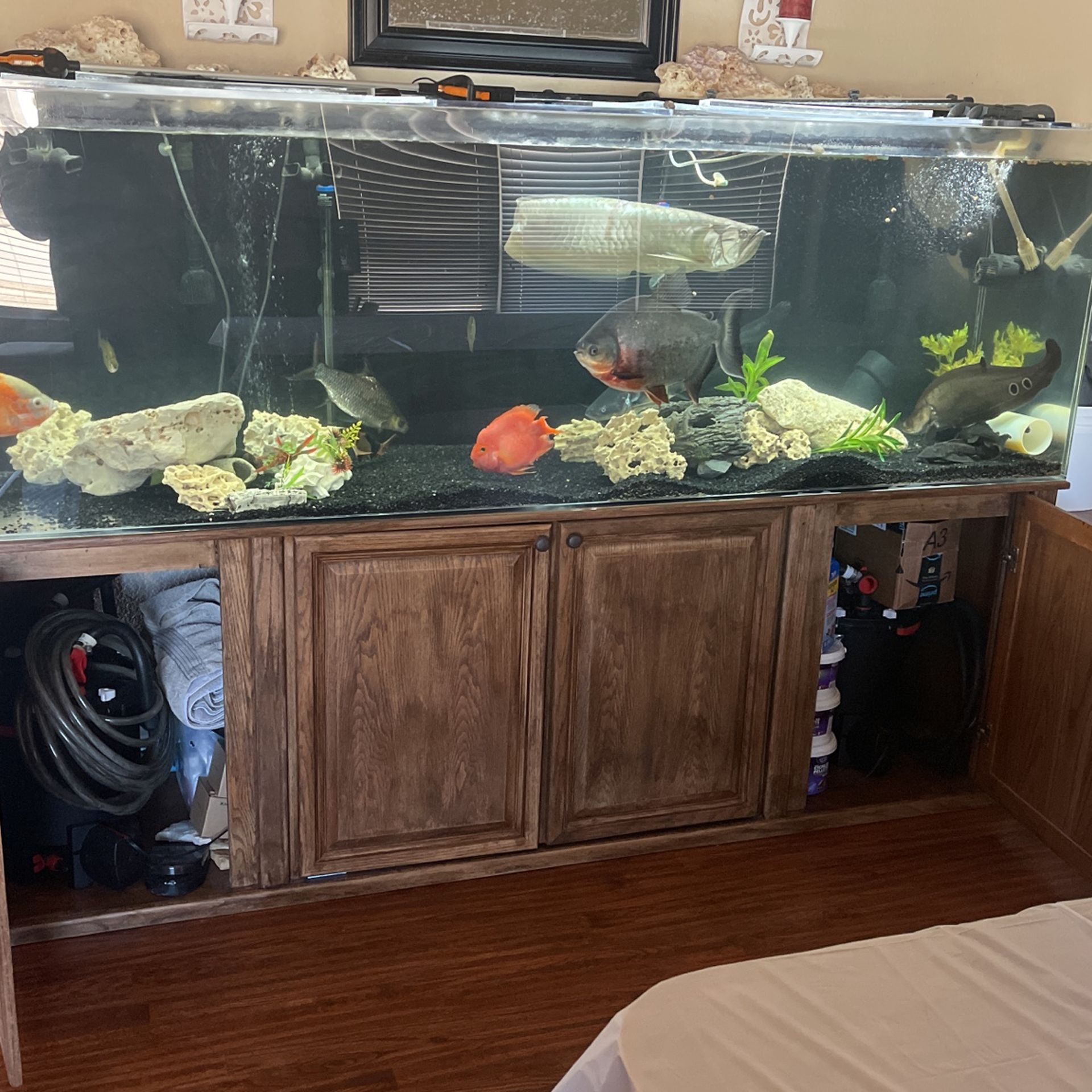 300 Gallon Plexiglass Aquarium