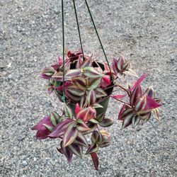 Wandering Jew Plant 6" Pot 