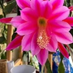 Red Orchid Cactus 4" Pot - Epiphyllum - Exotic Seedling Plant Fully Rooted