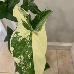 Variegated Syngonuim Plant 