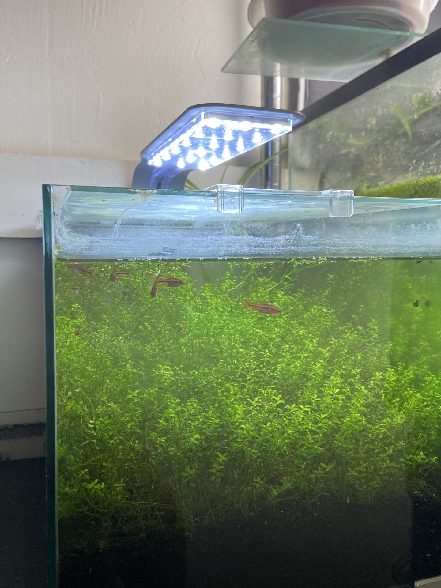 Self Sustainable Tank (everything Included)