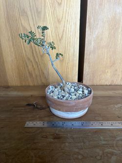 plant - bursera microphylla