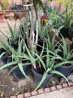 Hardly Any Issues In this amazing plants