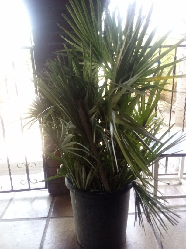 Palm Tree $250 OBO
