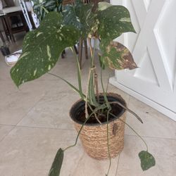Monstera Thai 