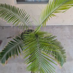 Indoor/ Outdoor Palm With Pot