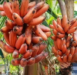 Red Banana tree