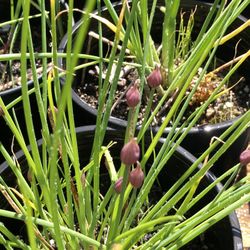 Chives, (Cut And Come Again)