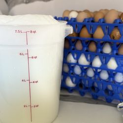 Leche De Chiva Todo Los Dias