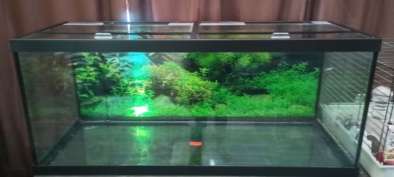 I'm done with fish tanks!