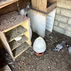 Bird’s Feeder 