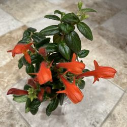 Indoor Goldfish Plant 