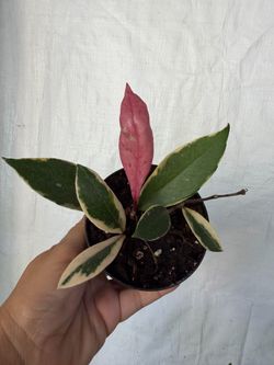 4” Hoya flamingo queen ( not Hoya queen )