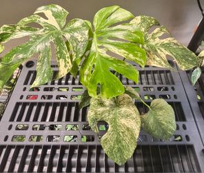 Monstera White Monster