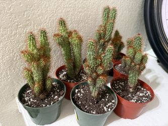 🩷Peruvian Apple Cactus🩷4” pot $7 EACH HEIGHT 7”