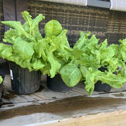 Lettuce, Tomato, Swiss Chard, Escarole Plants