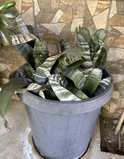 Pink Bromeliad