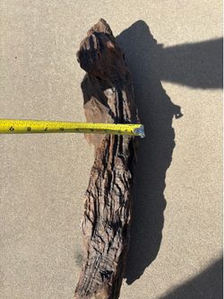 Petrified Wood