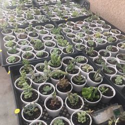 SUCCULENTS SUCCULENTS SUCCULENTS.  …$1…$1…$1…$1  AN D VARiIOUS  STRINGS  PtICED FROM $6 To $15