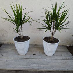 Dracaena Trees 