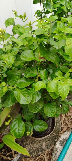 Indian Jasmin plant 28 " Tall $27 cash only
