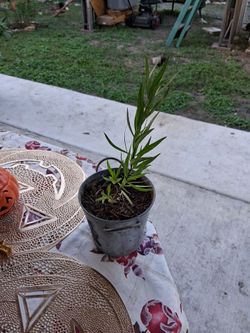 Desert Willow Tree plant