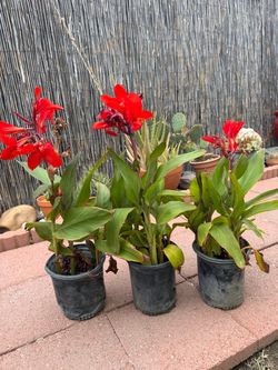 Canna lilies orangy red, gal pot , each $7