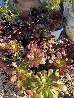 Succulents