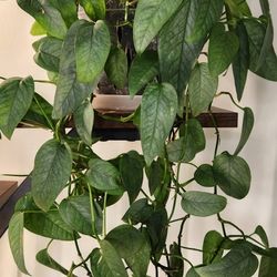 Epipremnum Cebu Blue