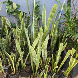 Snake plant 