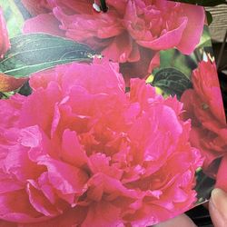 Lush Peonies – Premium Varieties Ready to Bloom!