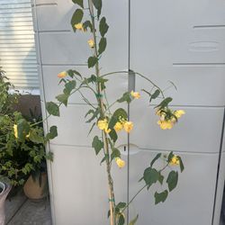 Large 5.5ft Tall Yellow Flowering Maple Plant