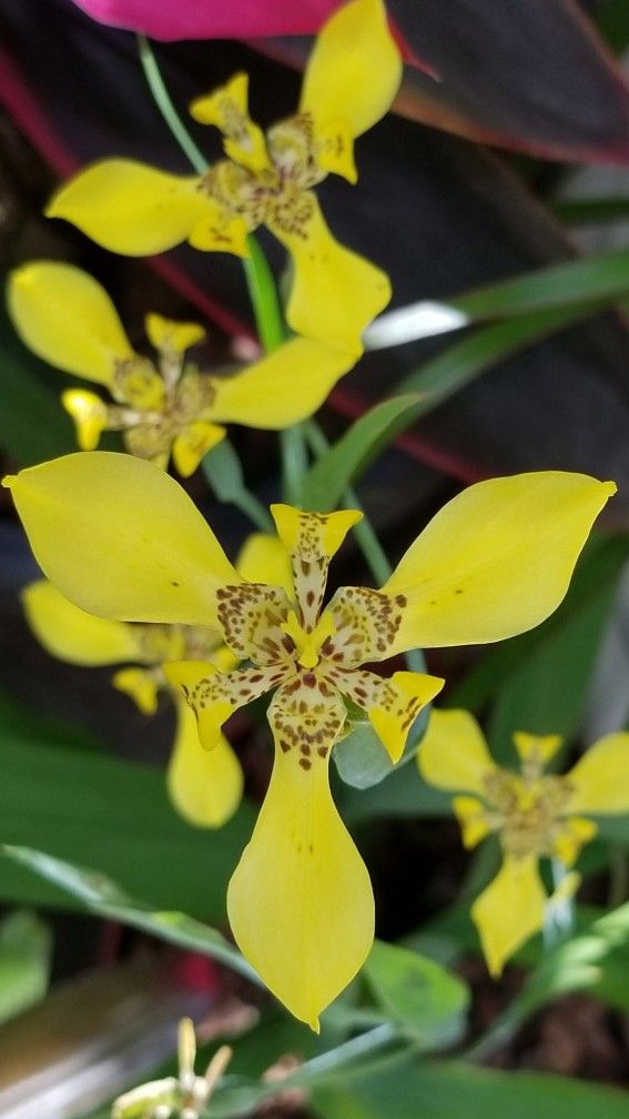 Yellow Walking Iris Plant