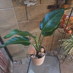 White Bird Of Paradise In 9in Pot With Stones And Shells 