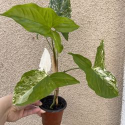 Albo Syngonium Plant 