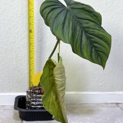 Live Philodendron SP Columbia Rooted Cutting