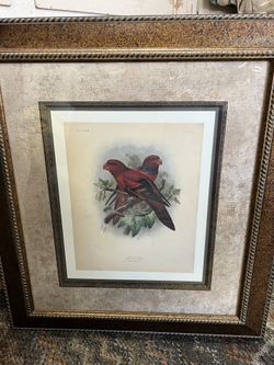 Wallace Lory Prints, Beautifully Framed, Gallery Quality