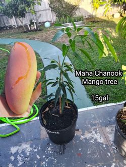 Mango tree Maha Chanook