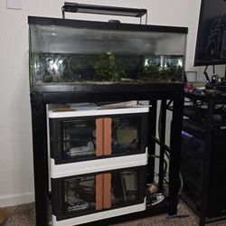20 GAL LONG Aquarium Full Setup